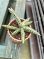 Zdjęcie rosliny doniczkowej Sansevieria Inti Glory, ujęcie 3