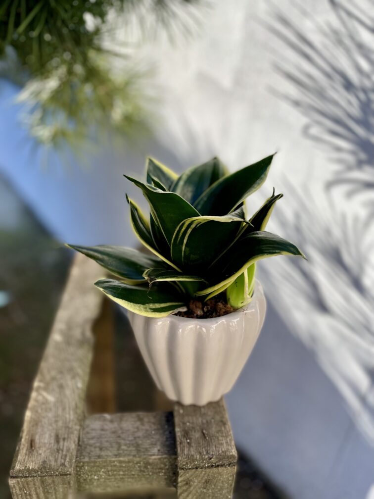 sansevieria-jade-pagoda_12x22-1_1708088271.jpg Zdjęcie rosliny doniczkowej Sansevieria Jade Pagoda, ujęcie 1