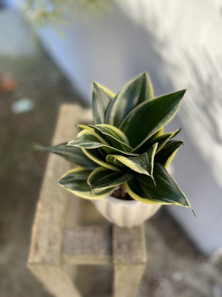 Zdjęcie rosliny doniczkowej Sansevieria Jade Pagoda, ujęcie 2