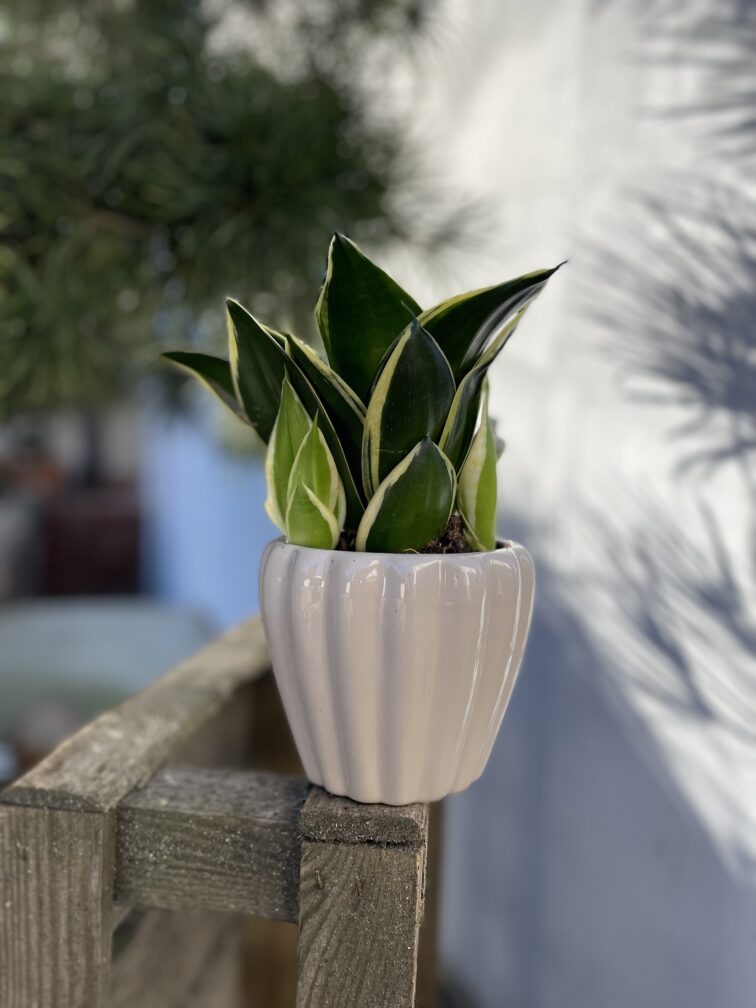 Zdjęcie rosliny doniczkowej Sansevieria Jade Pagoda, ujęcie 3
