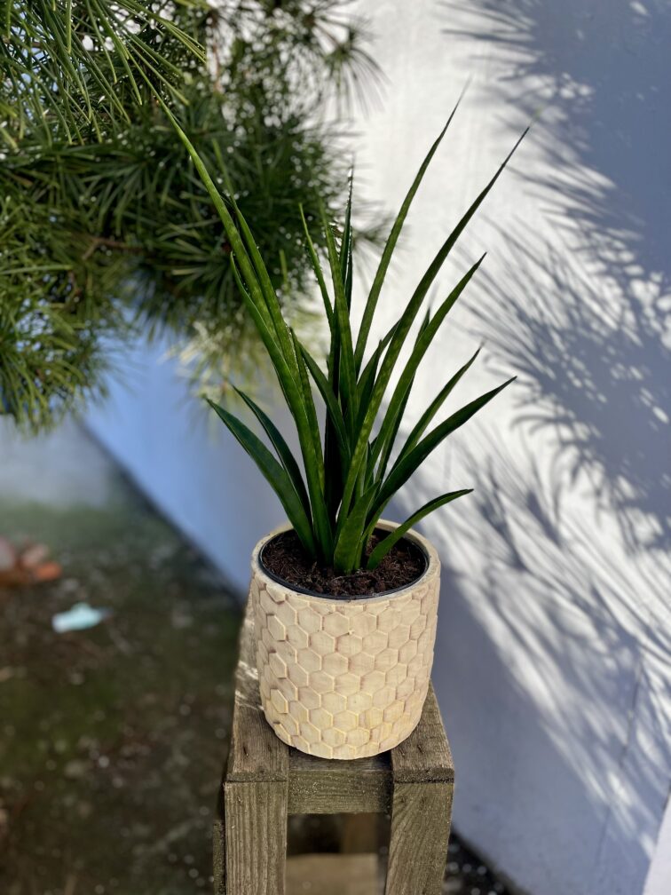 Zdjęcie rosliny doniczkowej Sansevieria Kirkii Friends, ujęcie 1