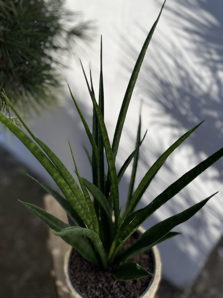 Zdjęcie rosliny doniczkowej Sansevieria Kirkii Friends, ujęcie 2