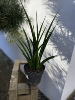 Zdjęcie rosliny doniczkowej Sansevieria Kirkii Friends, ujęcie 3