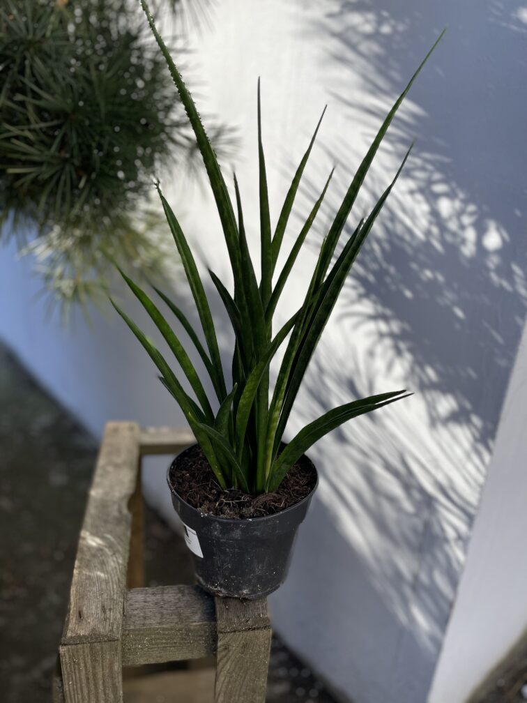 Zdjęcie rosliny doniczkowej Sansevieria Kirkii Friends, ujęcie 3