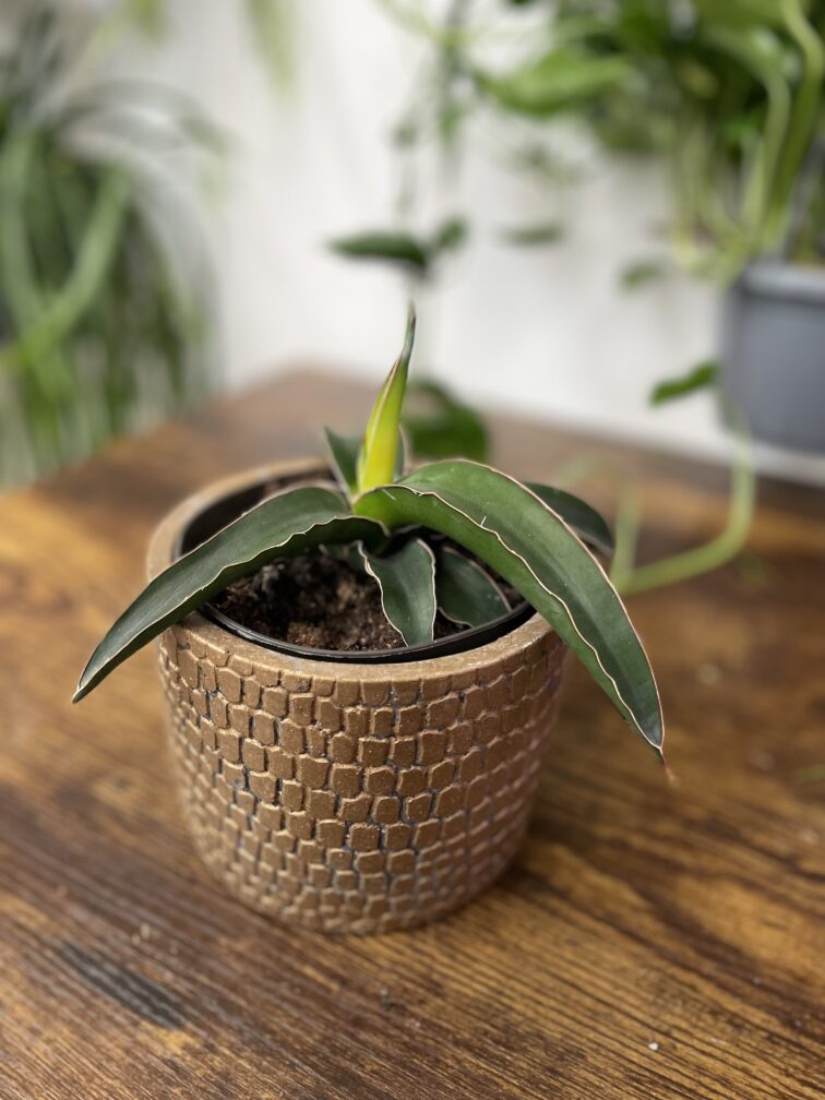 sansevieria-star-canary_12x40-1_1706876504.jpg Zdjęcie rosliny doniczkowej Sansevieria Star Canary, ujęcie 1