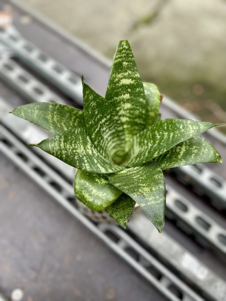 sansevieria-trifasciata-hahnii_12x25-1_1708688992.jpg Zdjęcie rosliny doniczkowej Sansevieria trifasciata Hahnii, ujęcie 1