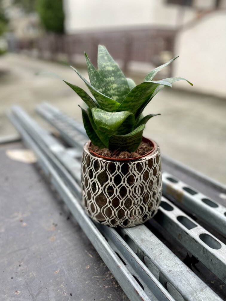 Zdjęcie rosliny doniczkowej Sansevieria trifasciata Hahnii, ujęcie 2
