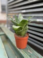 Zdjęcie rosliny doniczkowej Sansevieria trifasciata Hahnii, ujęcie 3