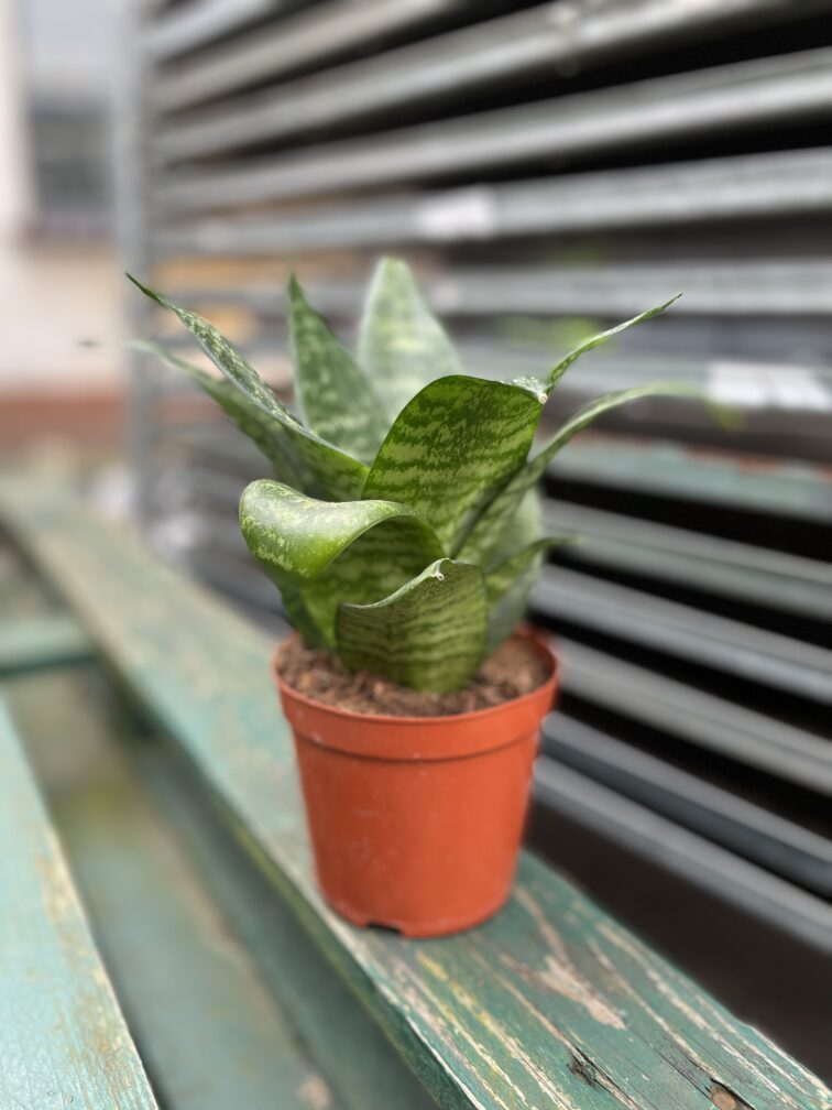 Zdjęcie rosliny doniczkowej Sansevieria trifasciata Hahnii, ujęcie 3