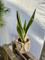 Zdjęcie rosliny doniczkowej Sansevieria White Snow, ujęcie 1