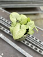 Zdjęcie rosliny doniczkowej Syngonium White Butterfly, ujęcie 1