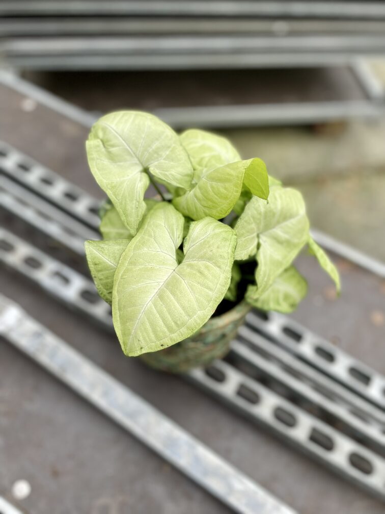 Zdjęcie rosliny doniczkowej Syngonium White Butterfly, ujęcie 1