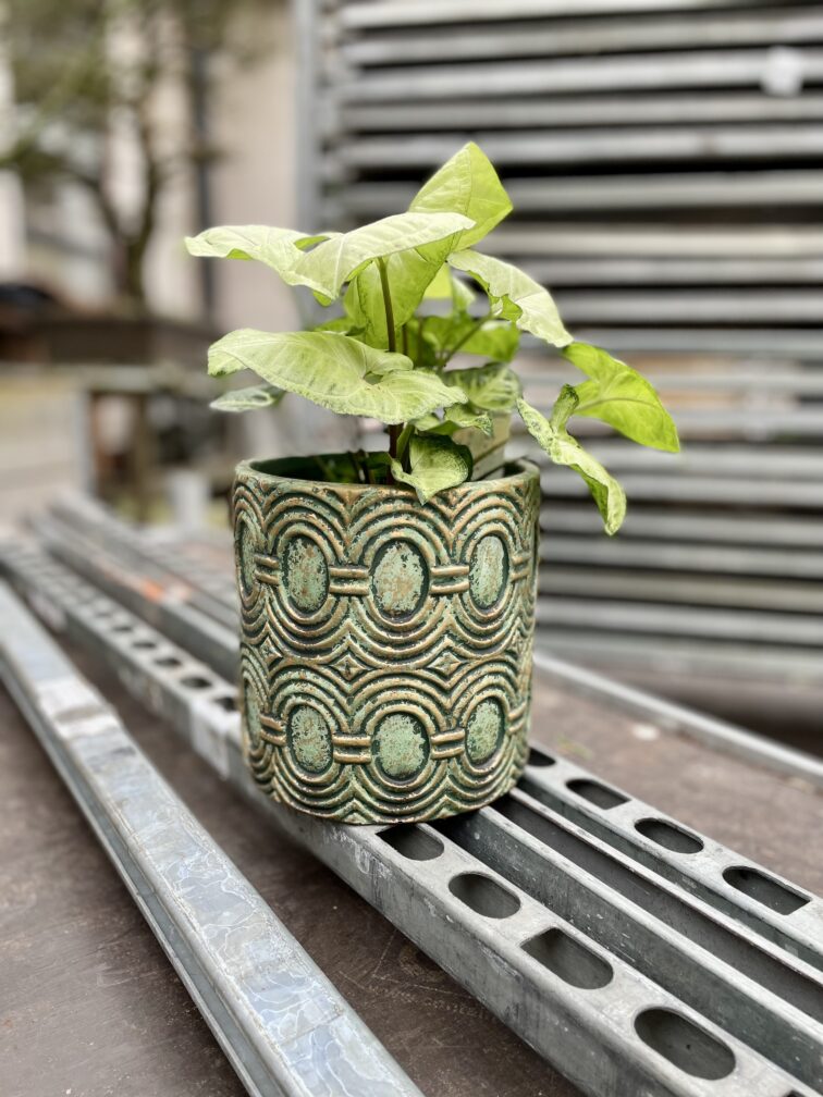 Zdjęcie rosliny doniczkowej Syngonium White Butterfly, ujęcie 2