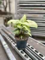 Zdjęcie rosliny doniczkowej Syngonium White Butterfly, ujęcie 3