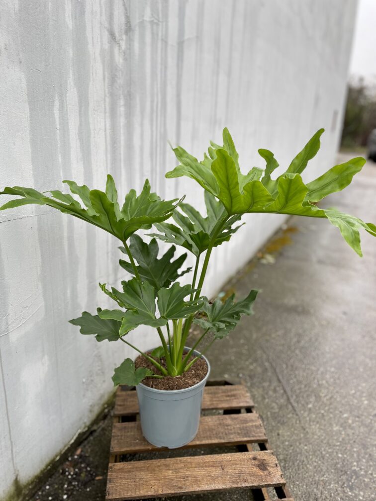 thaumatophyllum-bipinnatifidum_21x7-1_1707473278.jpg Zdjęcie rosliny doniczkowej Thaumatophyllum Bipinnatifidum (Filodendron Podwójnie Pierzasty), ujęcie 1