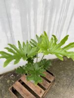 Zdjęcie rosliny doniczkowej Thaumatophyllum Bipinnatifidum (Filodendron Podwójnie Pierzasty), ujęcie 2