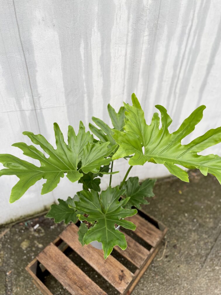 Zdjęcie rosliny doniczkowej Thaumatophyllum Bipinnatifidum (Filodendron Podwójnie Pierzasty), ujęcie 2
