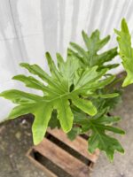 Zdjęcie rosliny doniczkowej Thaumatophyllum Bipinnatifidum (Filodendron Podwójnie Pierzasty), ujęcie 3