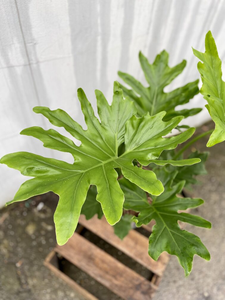 Zdjęcie rosliny doniczkowej Thaumatophyllum Bipinnatifidum (Filodendron Podwójnie Pierzasty), ujęcie 3