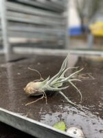 Zdjęcie rosliny doniczkowej Tillandsia pruinosa, ujęcie 1