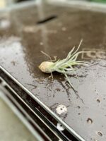 Zdjęcie rosliny doniczkowej Tillandsia pruinosa, ujęcie 2
