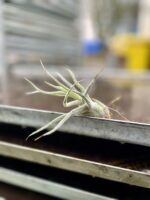 Zdjęcie rosliny doniczkowej Tillandsia pruinosa, ujęcie 3