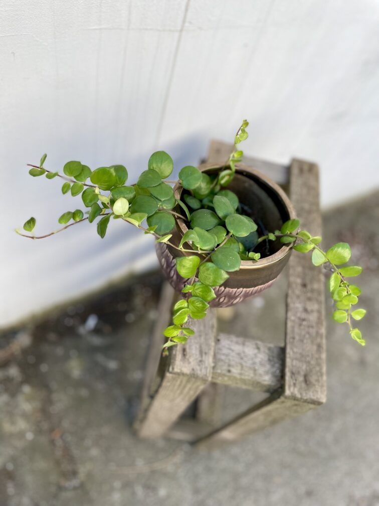 Zdjęcie rosliny doniczkowej Aeschynanthus Pink Polka, ujęcie 3