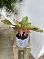 Zdjęcie rosliny doniczkowej Aglaonema King of Siam, ujęcie 1
