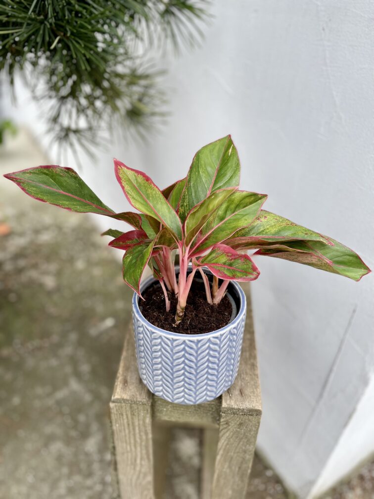 Zdjęcie rosliny doniczkowej Aglaonema King of Siam, ujęcie 1