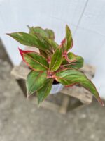 Zdjęcie rosliny doniczkowej Aglaonema King of Siam, ujęcie 2