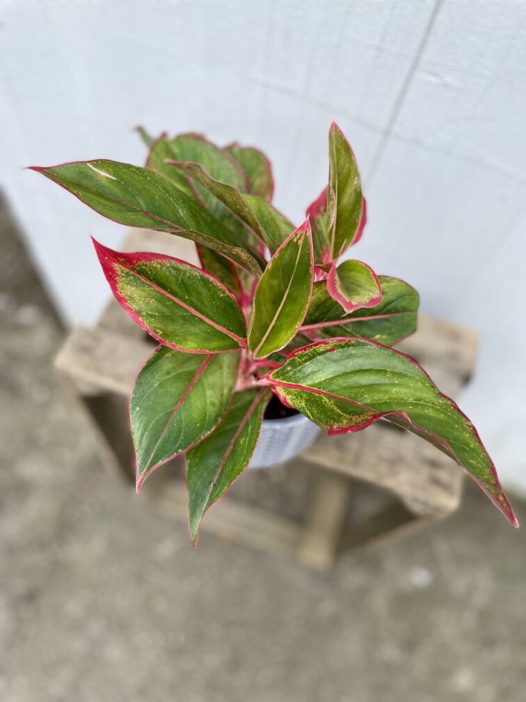 Zdjęcie rosliny doniczkowej Aglaonema King of Siam, ujęcie 2
