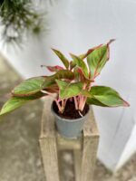 Zdjęcie rosliny doniczkowej Aglaonema King of Siam, ujęcie 3