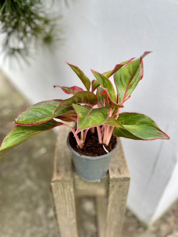 Zdjęcie rosliny doniczkowej Aglaonema King of Siam, ujęcie 3