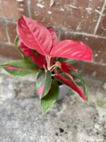Zdjęcie rosliny doniczkowej Aglaonema Red Cochin, ujęcie 1