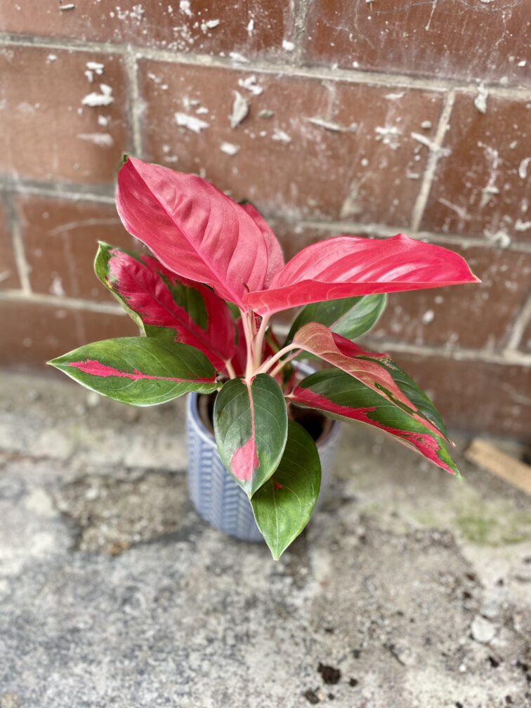 Zdjęcie rosliny doniczkowej Aglaonema Red Cochin, ujęcie 2