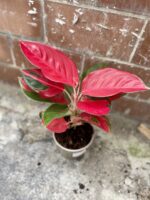 Zdjęcie rosliny doniczkowej Aglaonema Red Cochin, ujęcie 3