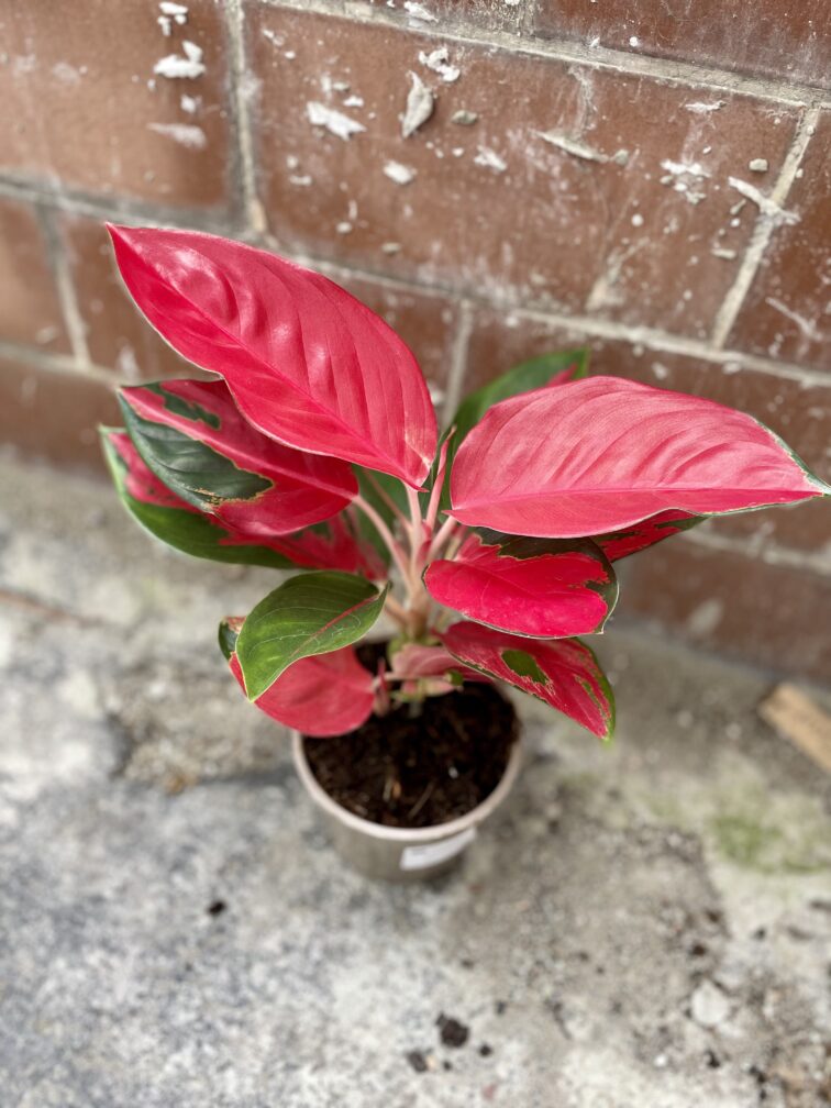 Zdjęcie rosliny doniczkowej Aglaonema Red Cochin, ujęcie 3