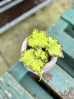 Zdjęcie rosliny doniczkowej Begonia rex Jive, ujęcie 1