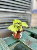 Zdjęcie rosliny doniczkowej Begonia rex Jive, ujęcie 2
