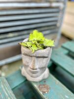 Zdjęcie rosliny doniczkowej Begonia rex Jive, ujęcie 3