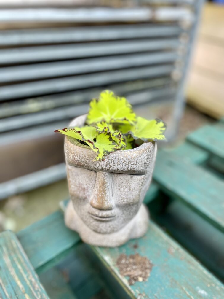 Zdjęcie rosliny doniczkowej Begonia rex Jive, ujęcie 3