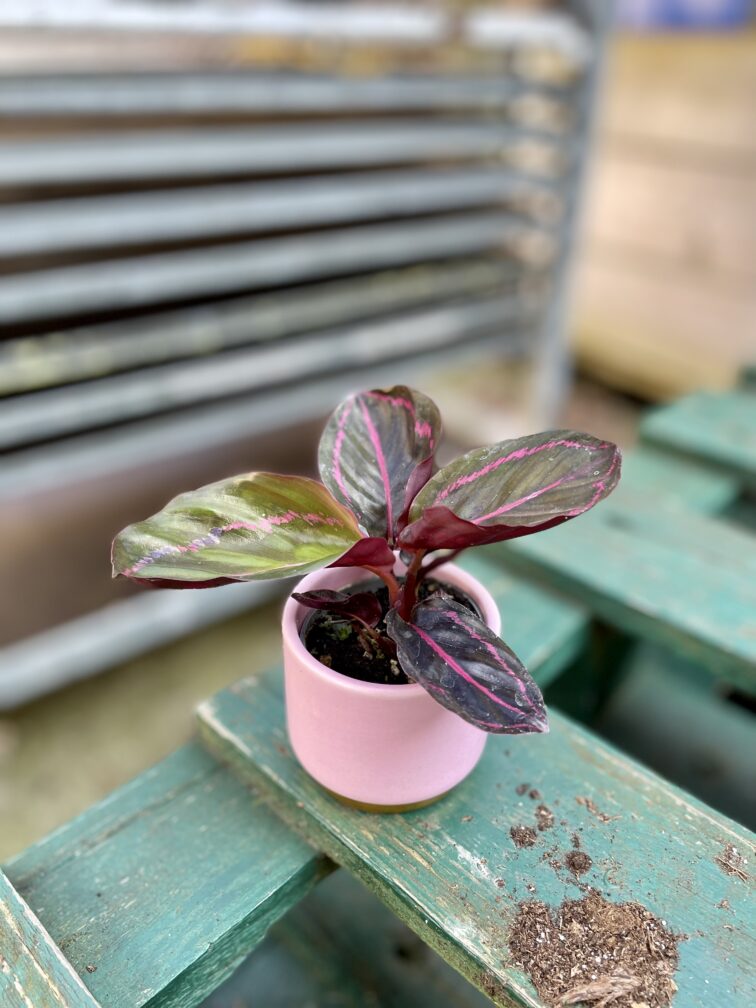 calathea-dottie_6x15-1_1709901605.jpg Zdjęcie rosliny doniczkowej Calathea Dottie, ujęcie 1