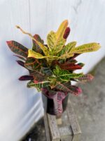 Zdjęcie rosliny doniczkowej Codiaeum variegatum Excellent (Kroton), ujęcie 2