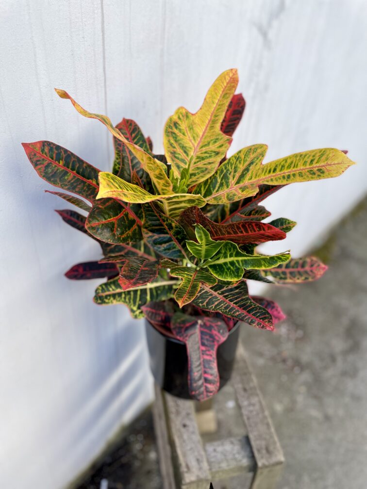 Zdjęcie rosliny doniczkowej Codiaeum variegatum Excellent (Kroton), ujęcie 2