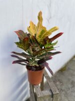 Zdjęcie rosliny doniczkowej Codiaeum variegatum Excellent (Kroton), ujęcie 3