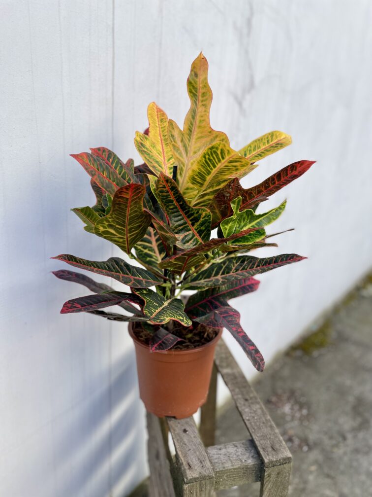 Zdjęcie rosliny doniczkowej Codiaeum variegatum Excellent (Kroton), ujęcie 3