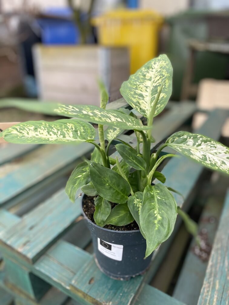 dieffenbachia-amy_14x35-1_1711795354.jpg Zdjęcie rosliny doniczkowej Dieffenbachia-amy, ujęcie 1