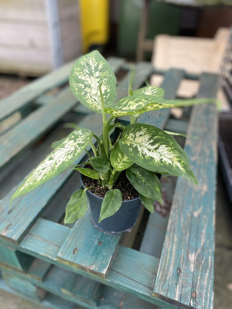 Zdjęcie rosliny doniczkowej Dieffenbachia-amy, ujęcie 2