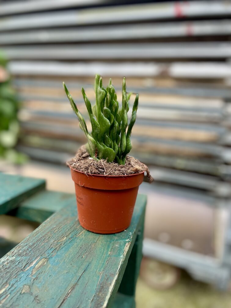 Zdjęcie rosliny doniczkowej Epiphyllum anguliger, ujęcie 1