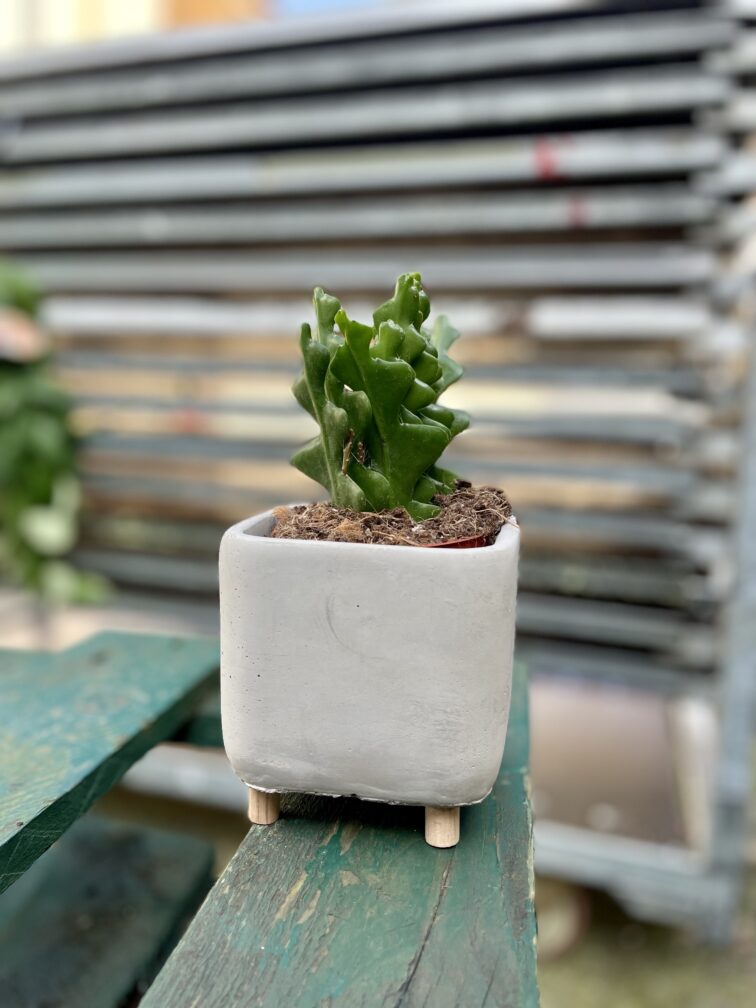 Zdjęcie rosliny doniczkowej Epiphyllum anguliger, ujęcie 2